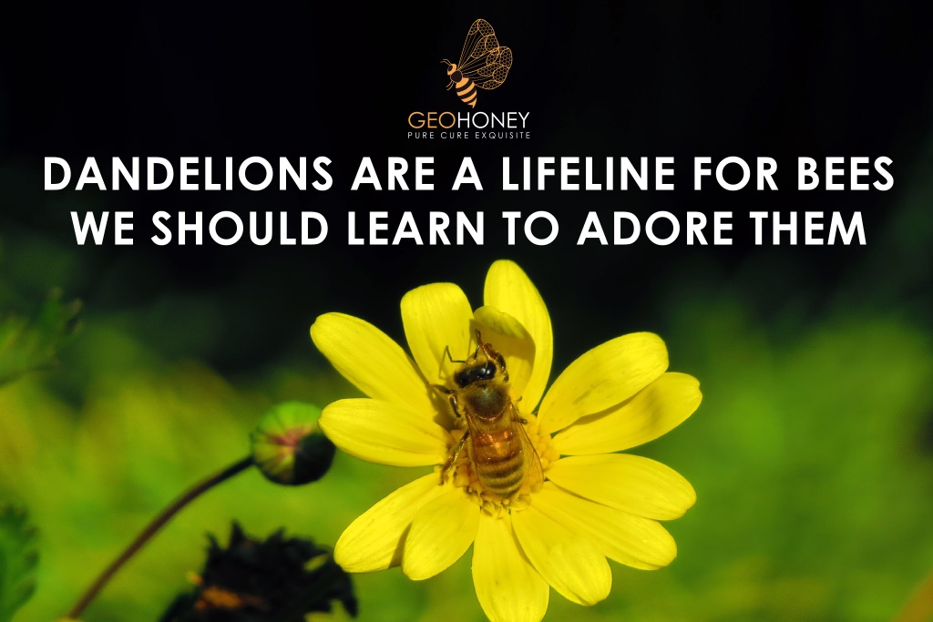 Dandelions are a Lifeline for Bees: We Should Learn to Adore Them